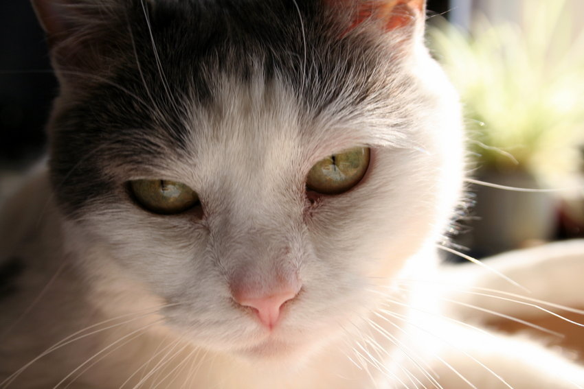 Postad bild
