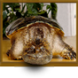 Automatisk bildfrekvens (24p) i Media Center - senaste inlägg av Tiny Turtle