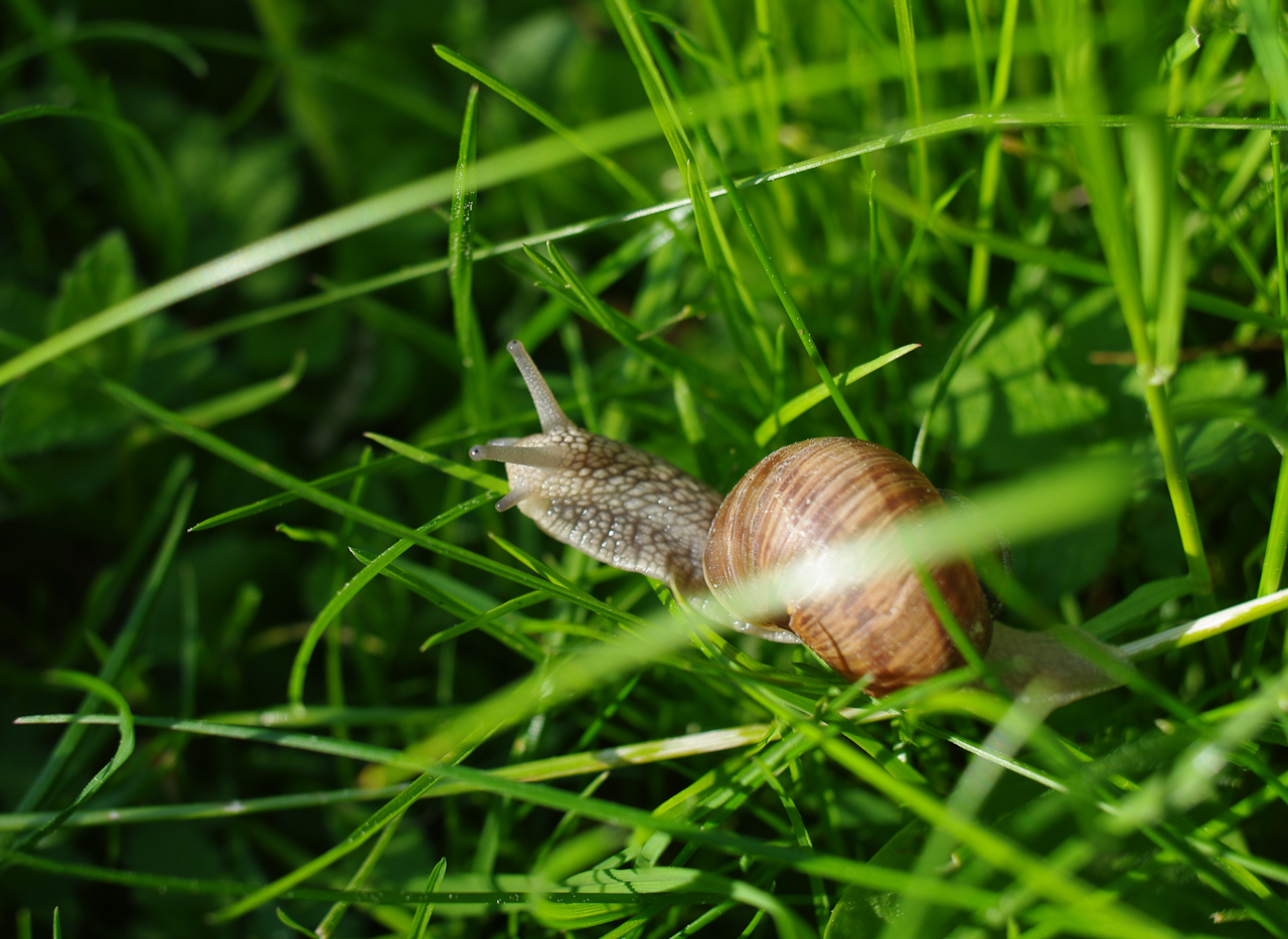 Postad bild