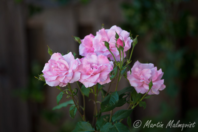 Postad bild